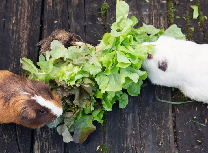 What to feed Guinea Pigs daily