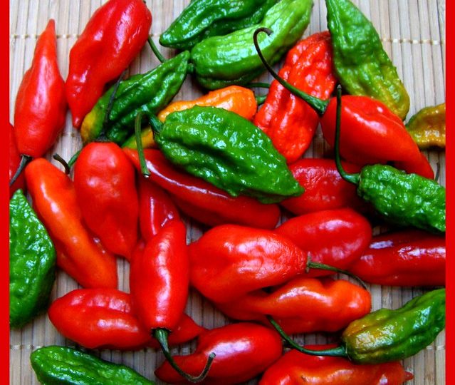Ghost Pepper Or The Hottest Pepper With A Smoky Flavor