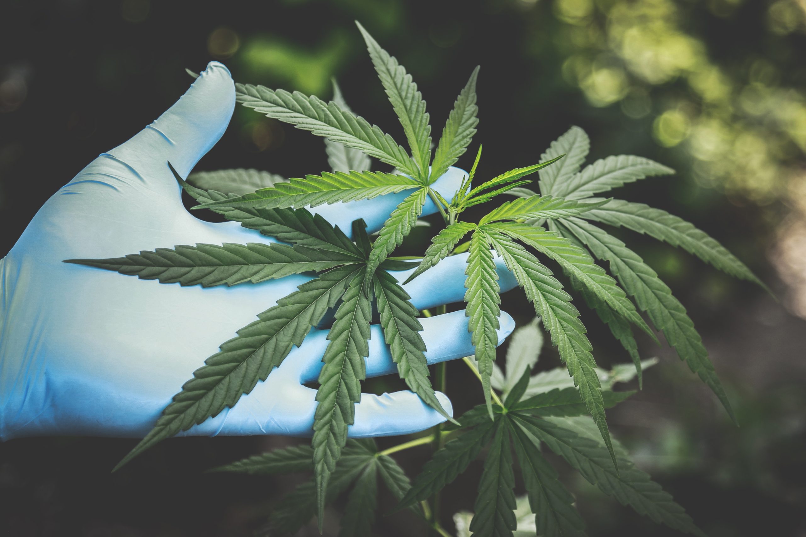 pexels-aphiwat-chuangchoem-2178565 - Latest Fashion & Lifestyle Trends detox drinks for weed