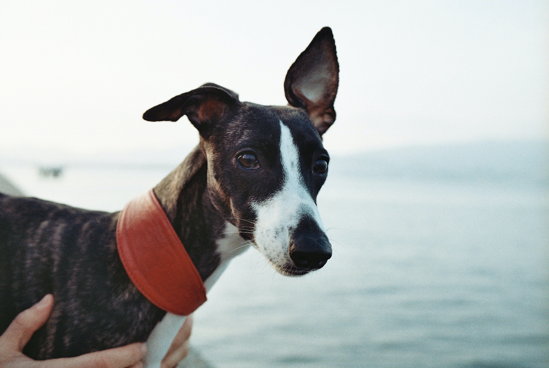 whippet dog breed