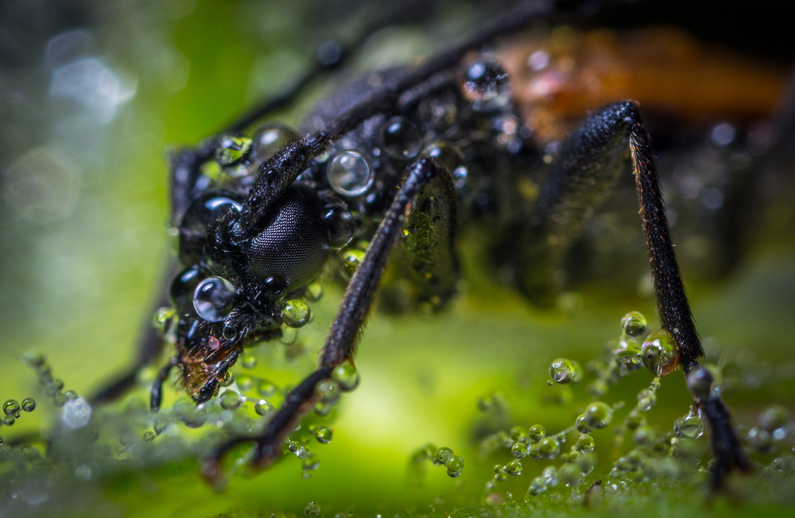 pexels-egor-kamelev-762882 - Latest Fashion & Lifestyle Trends tips to get rid of waterbugs