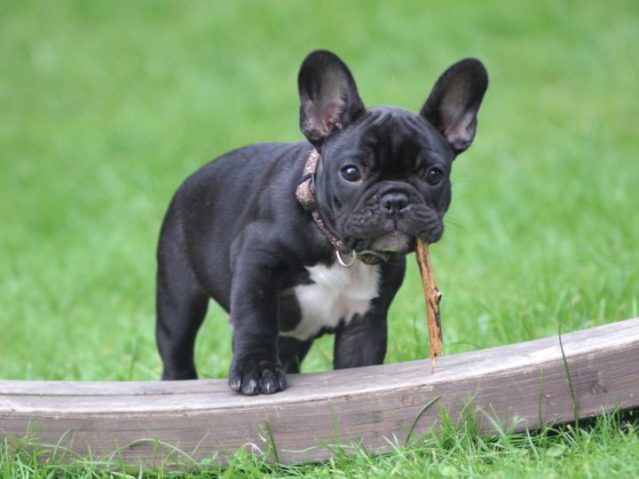 French Bulldog vs. English Bulldog- Which One To Pick?