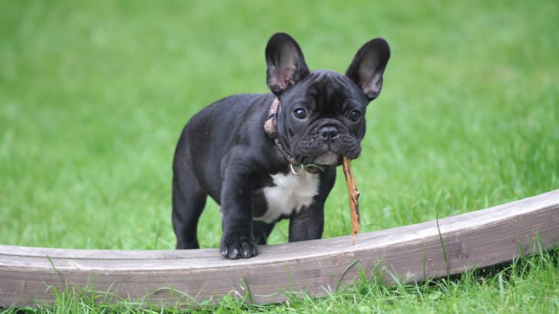 French bulldog vs English Bulldog