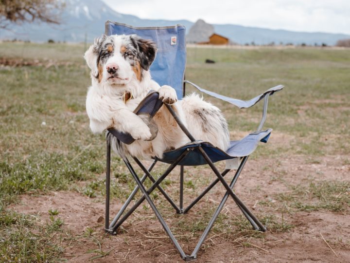 Best Dog Camping Bed for A Happy Pooch