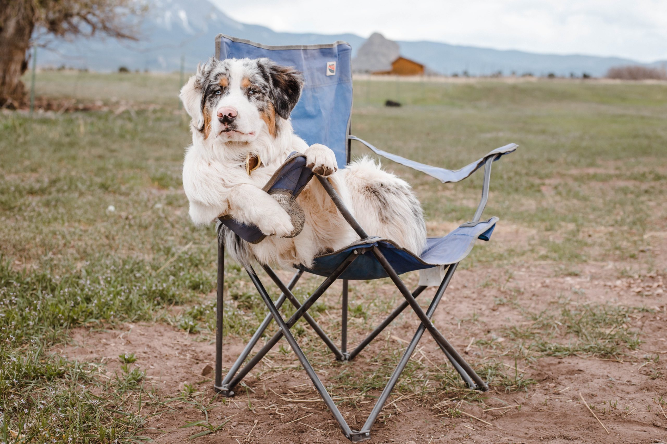 dog camping bed