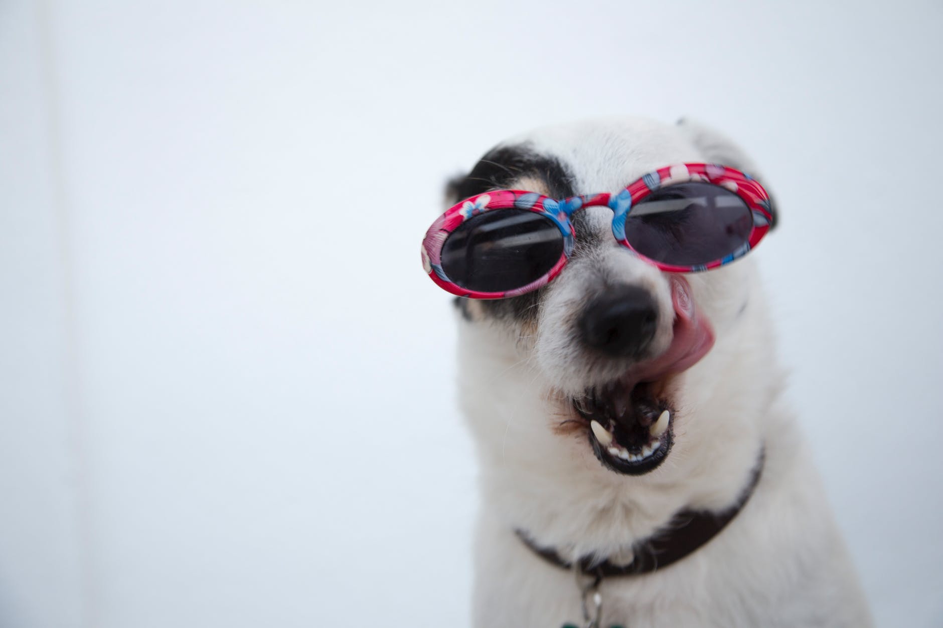 - Latest Fashion & Lifestyle Trends Can Dogs Eat Honey?