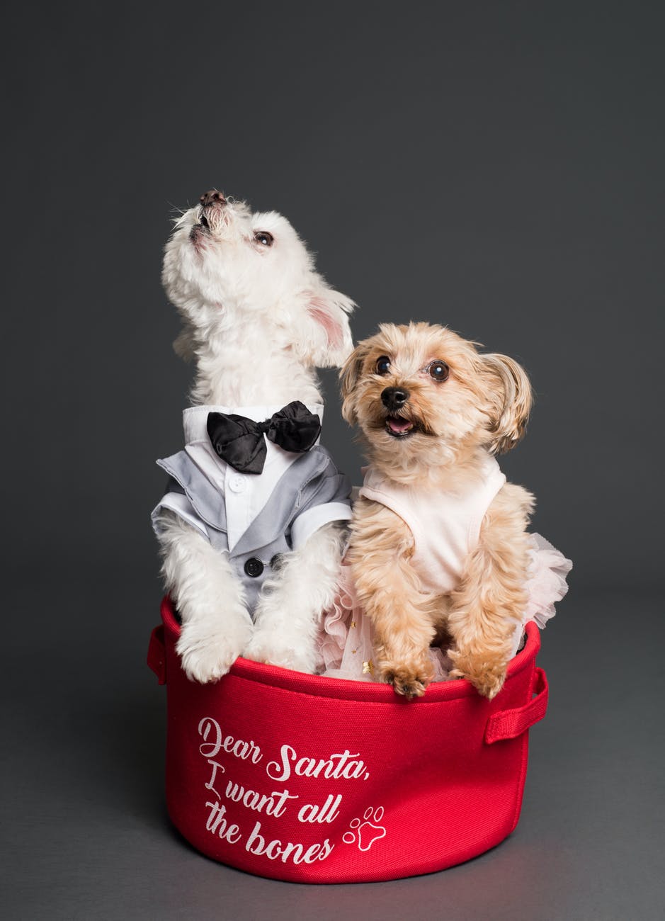 - Latest Fashion & Lifestyle Trends Can Dogs Eat Cream Cheese