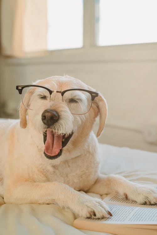 - Latest Fashion & Lifestyle Trends Is Mango Good For Dogs?