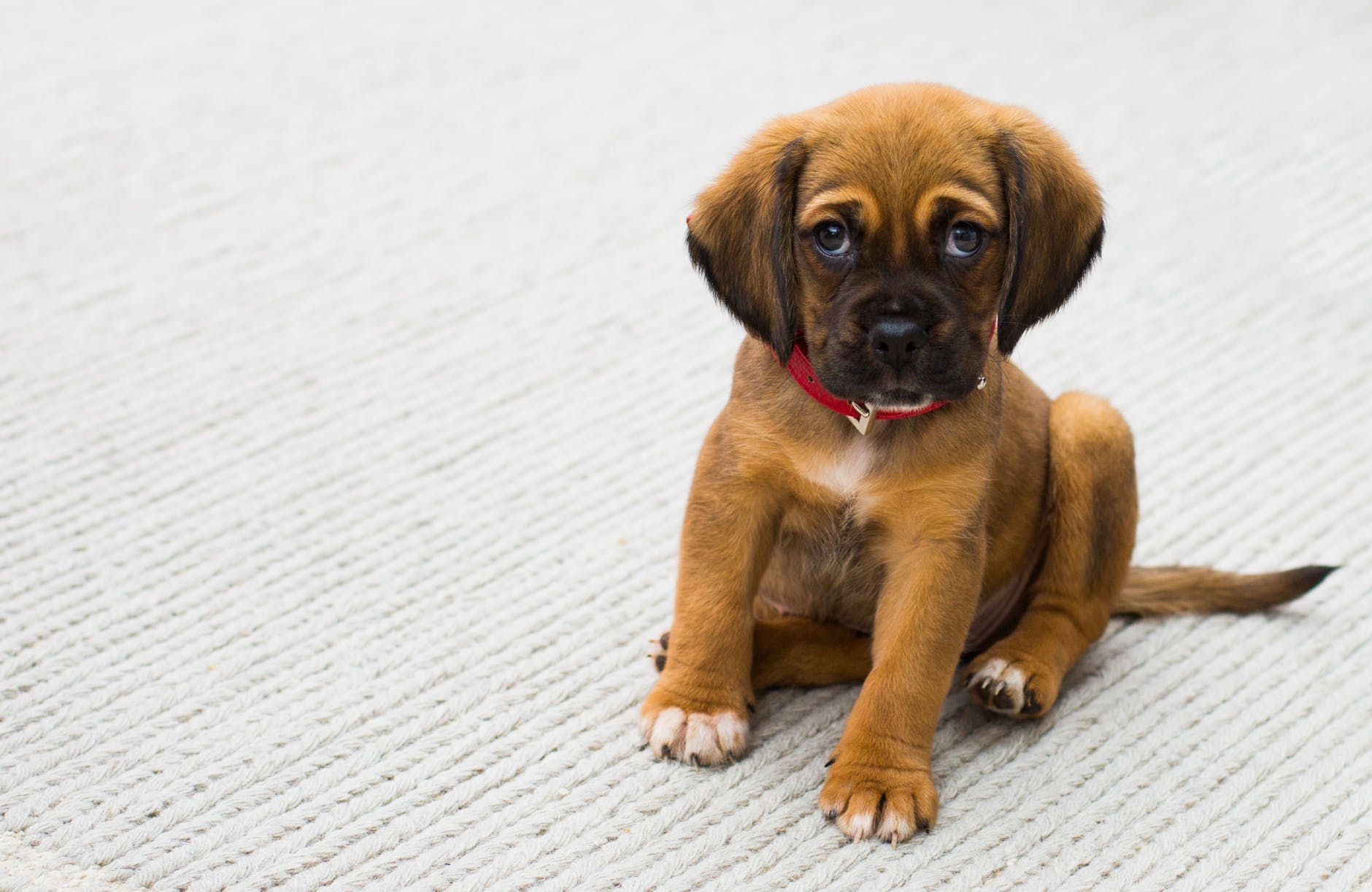 pexels-photo-59523 - Latest Fashion & Lifestyle Trends down syndrome dogs