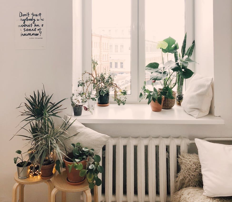 - Latest Fashion & Lifestyle Trends Plants That Grow In The Dark