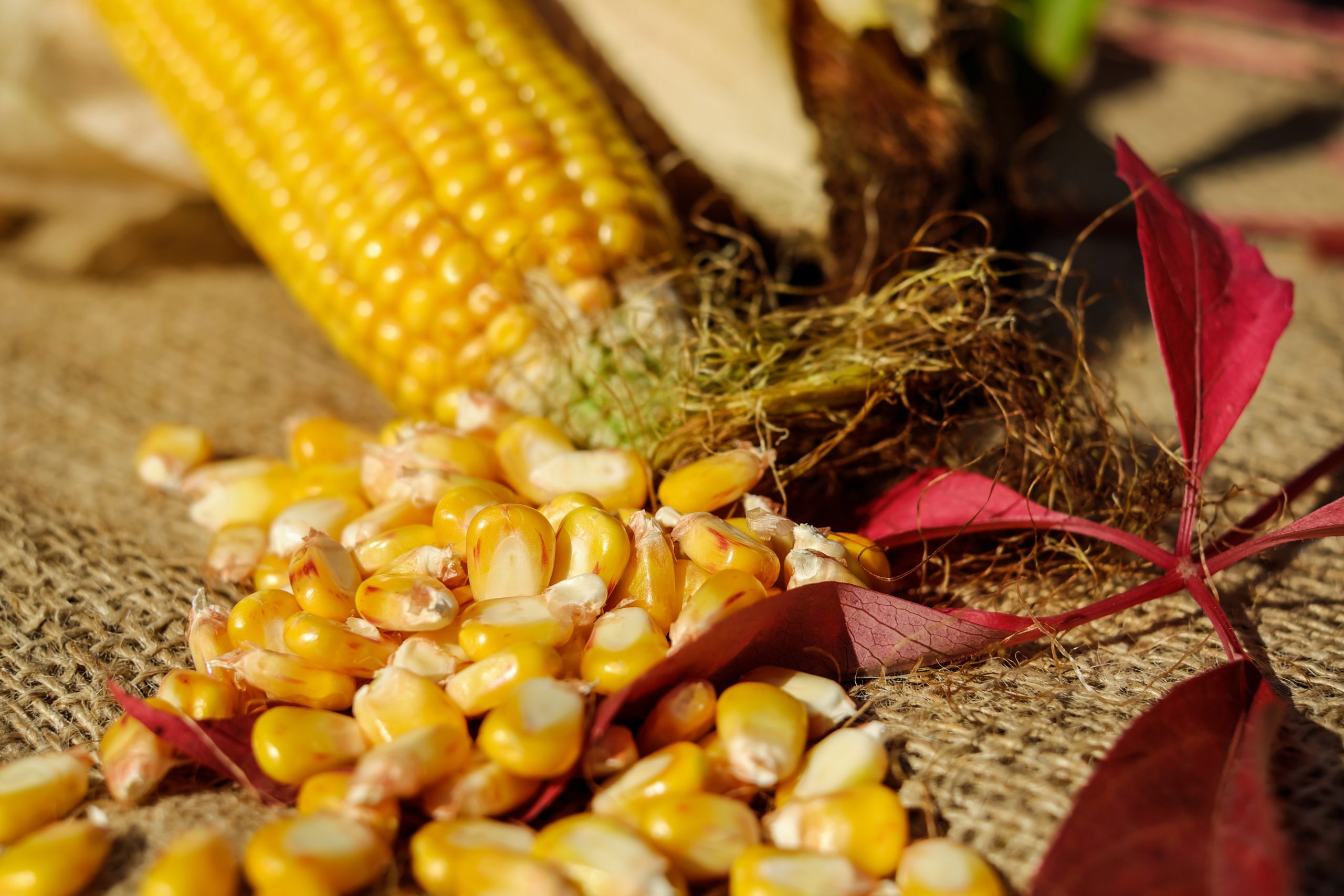 pexels-pixabay-209389 - Latest Fashion & Lifestyle Trends cornmeal substitute