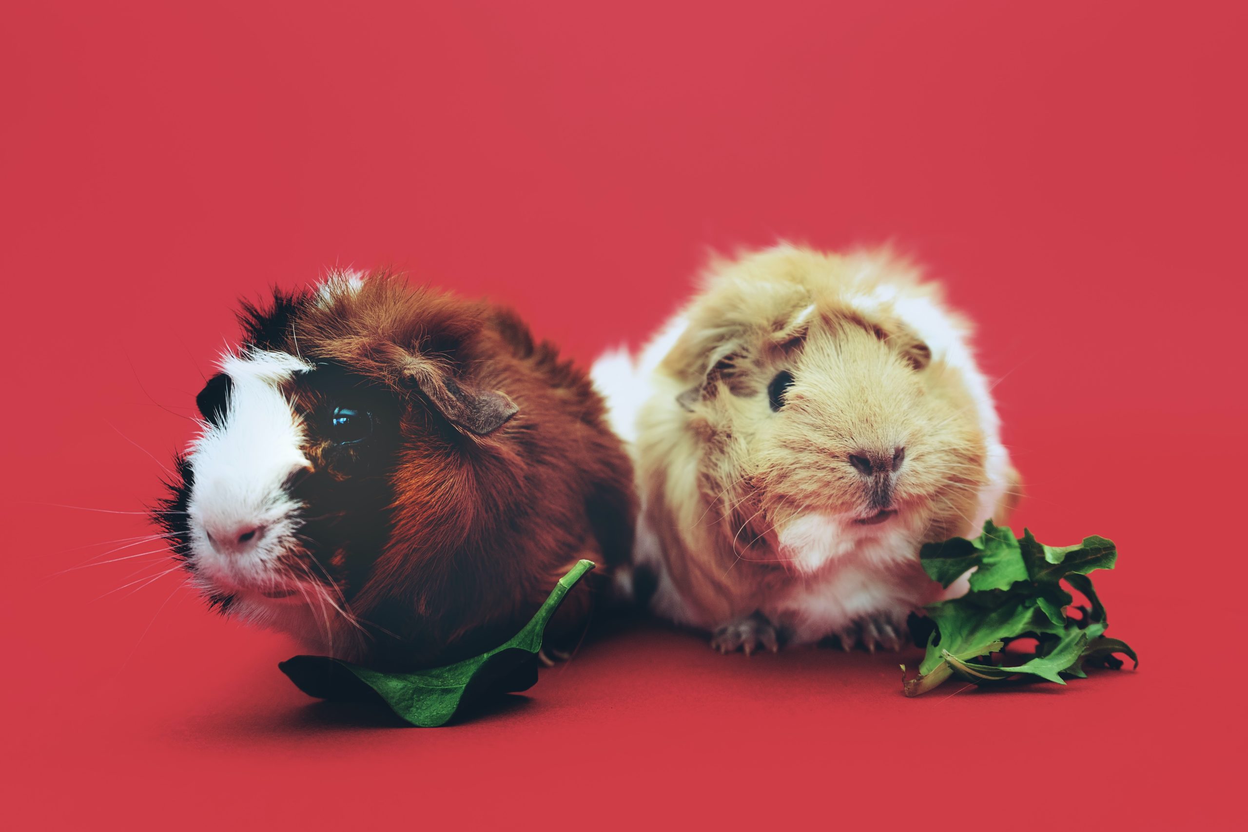 foods guinea pigs eat