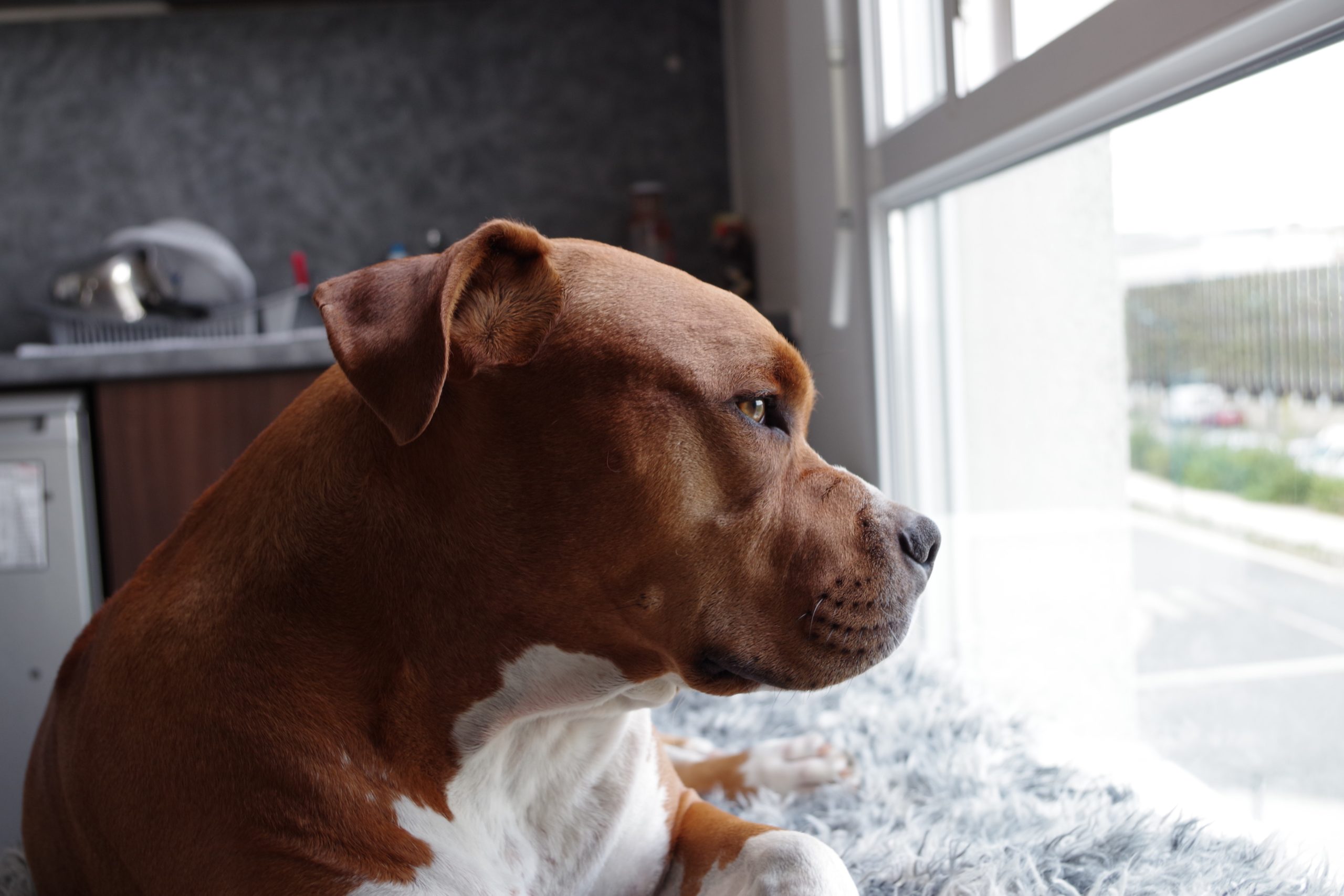 pexels-stiv-xyz-137020 - Latest Fashion & Lifestyle Trends pitbull