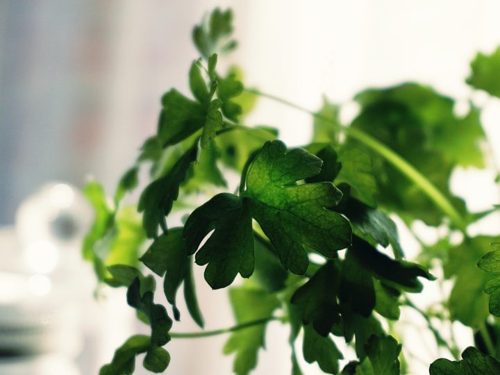 How To Grow Cilantro Indoors For Fresh Herb Stock