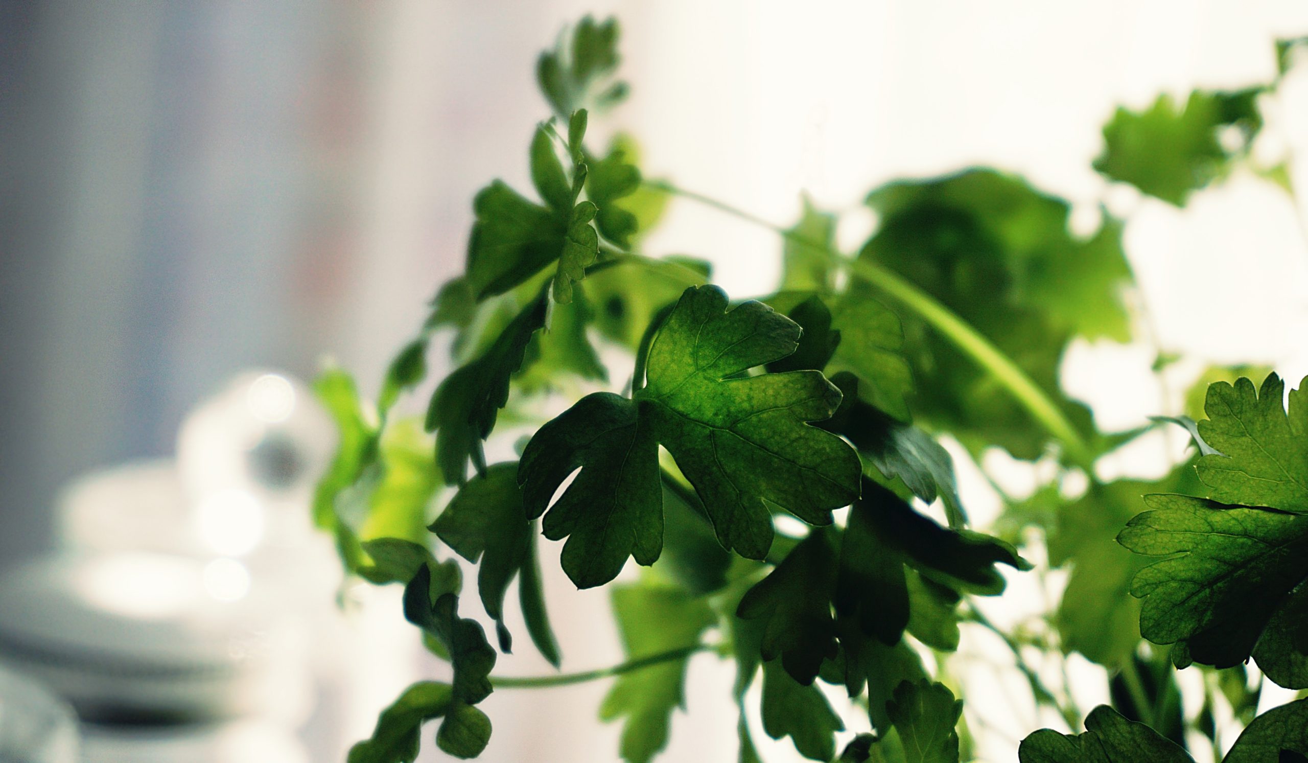 pexels-suzy-hazelwood-1275204 - Latest Fashion & Lifestyle Trends tips to grow cilantro