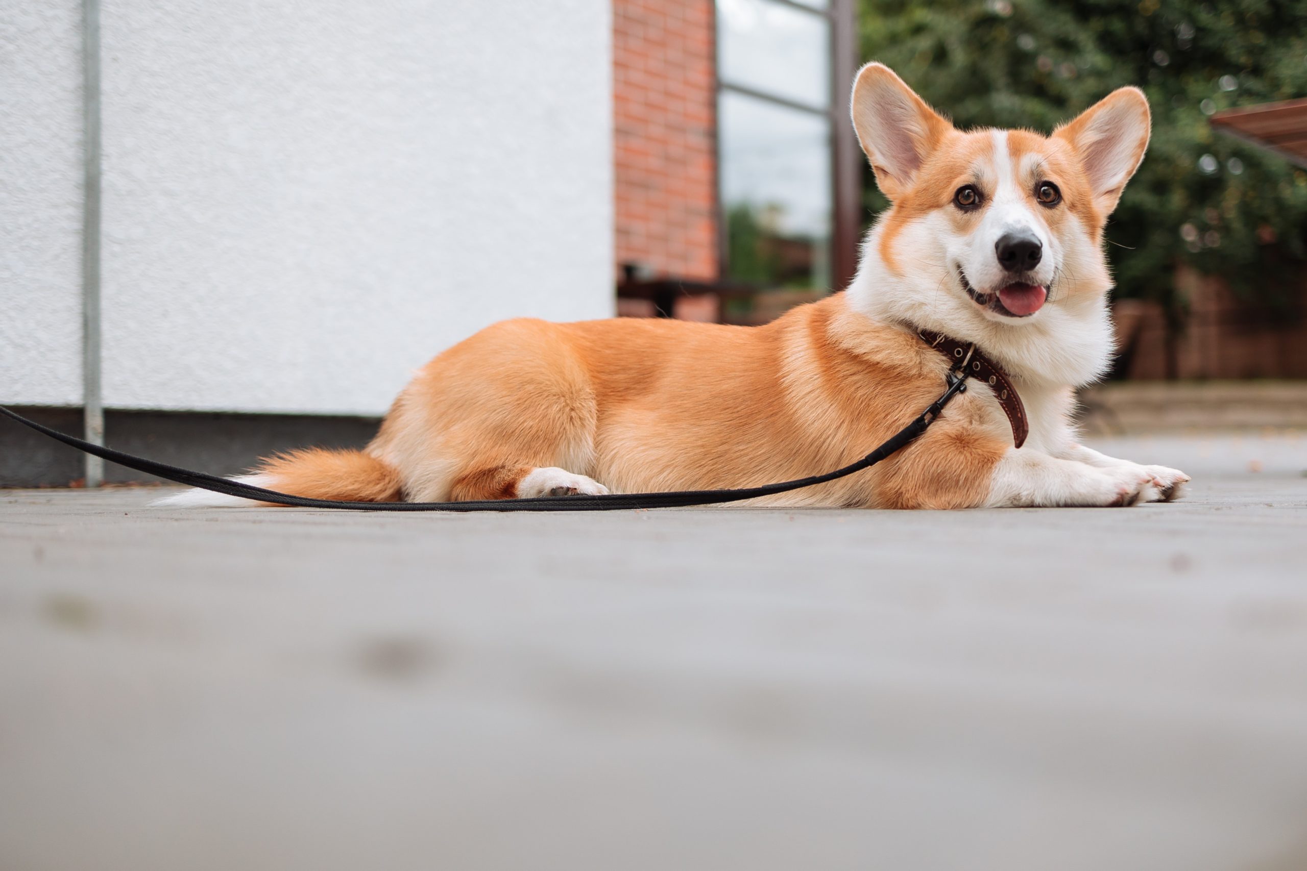 pexels-thirdman-9313653 - Latest Fashion & Lifestyle Trends dog stroke symptoms