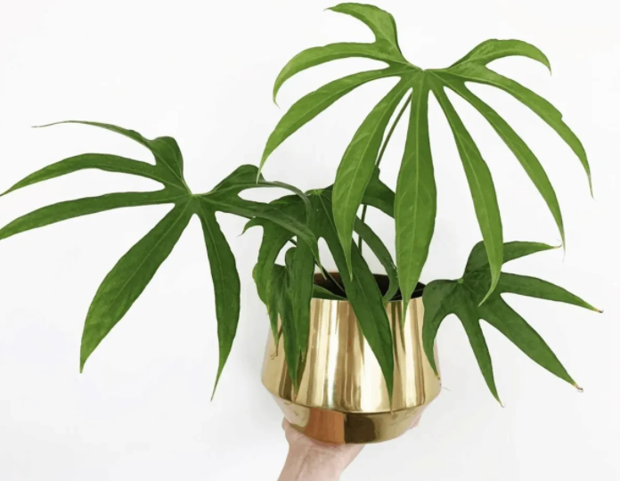 Finger Plants Or Snake Plants That Enhances The Look Of House