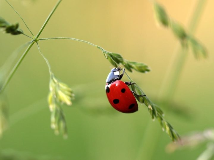 Are Ladybugs Poisonous?