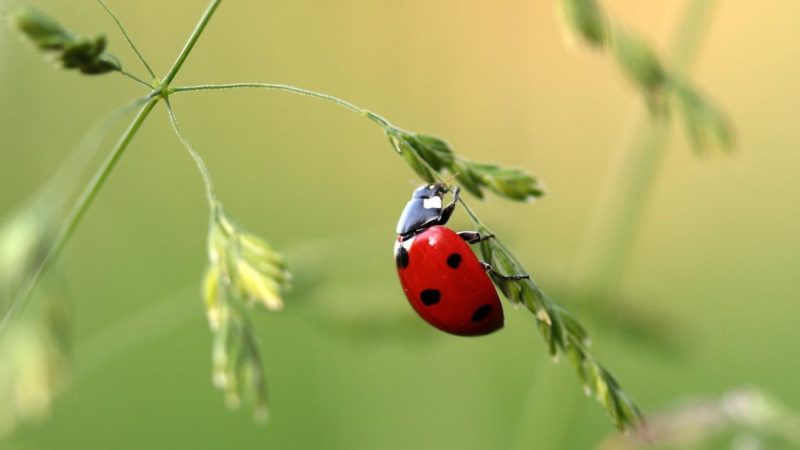 are ladybugs poisonous