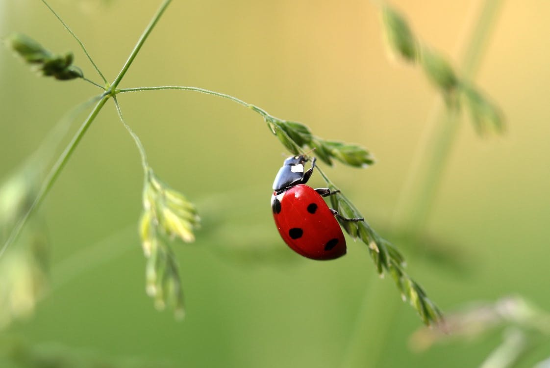 are ladybugs poisonous