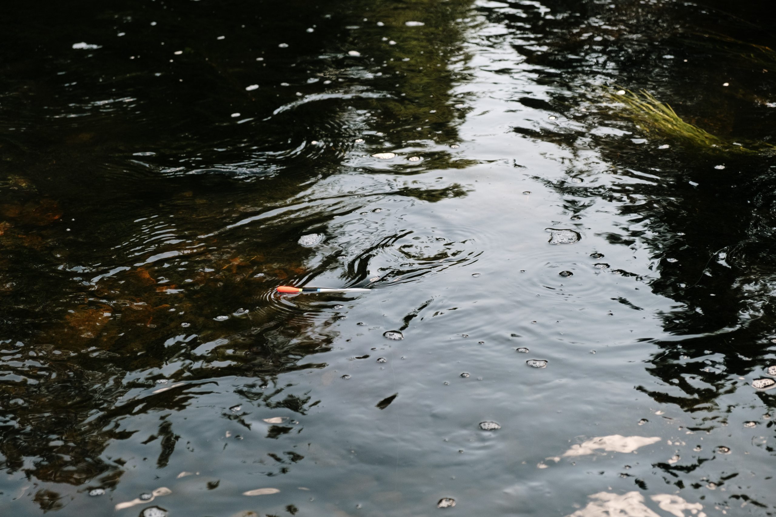 algae in pool