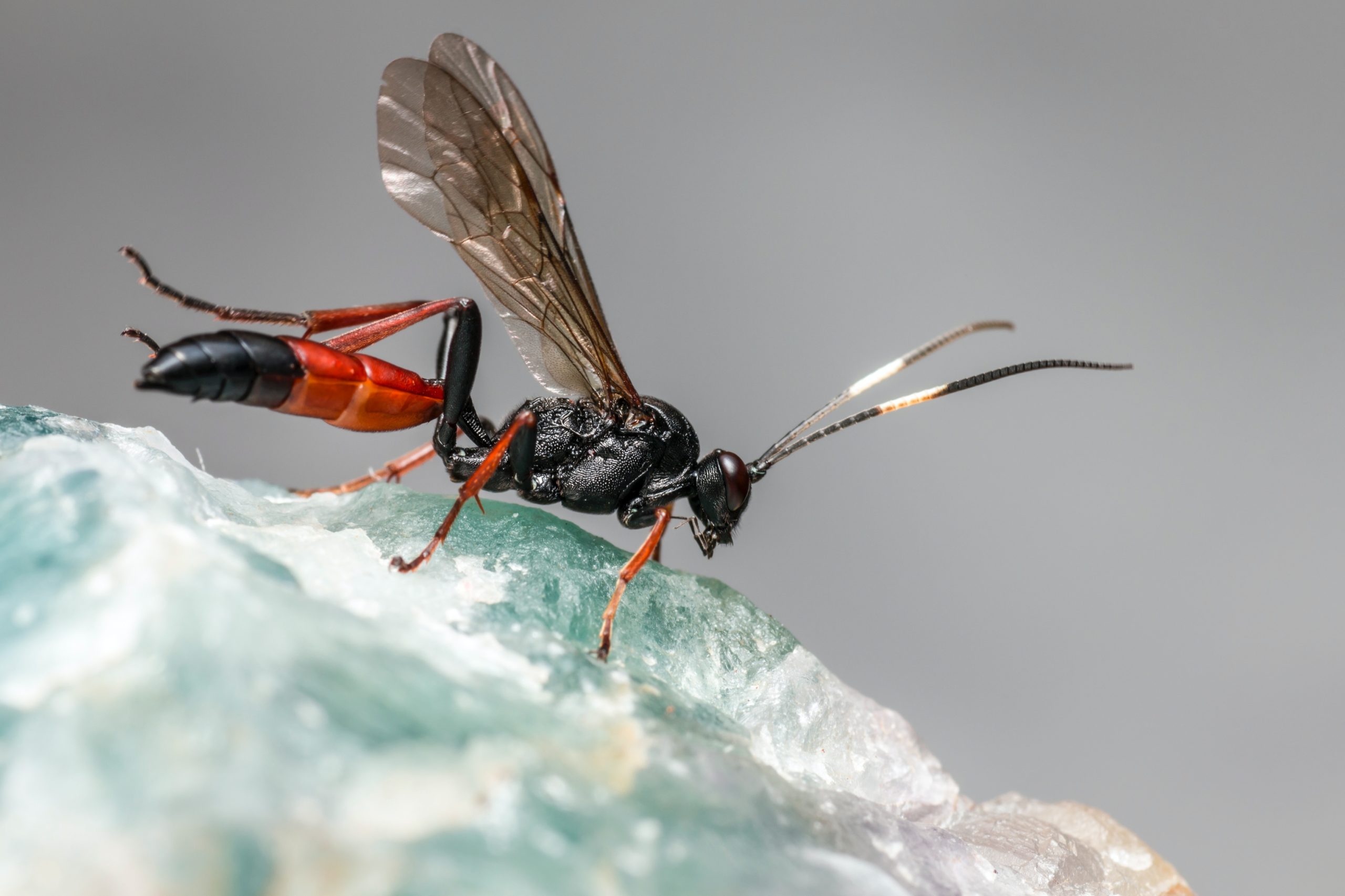 pexels-erik-karits-3743868 - Latest Fashion & Lifestyle Trends fruit fly infestation