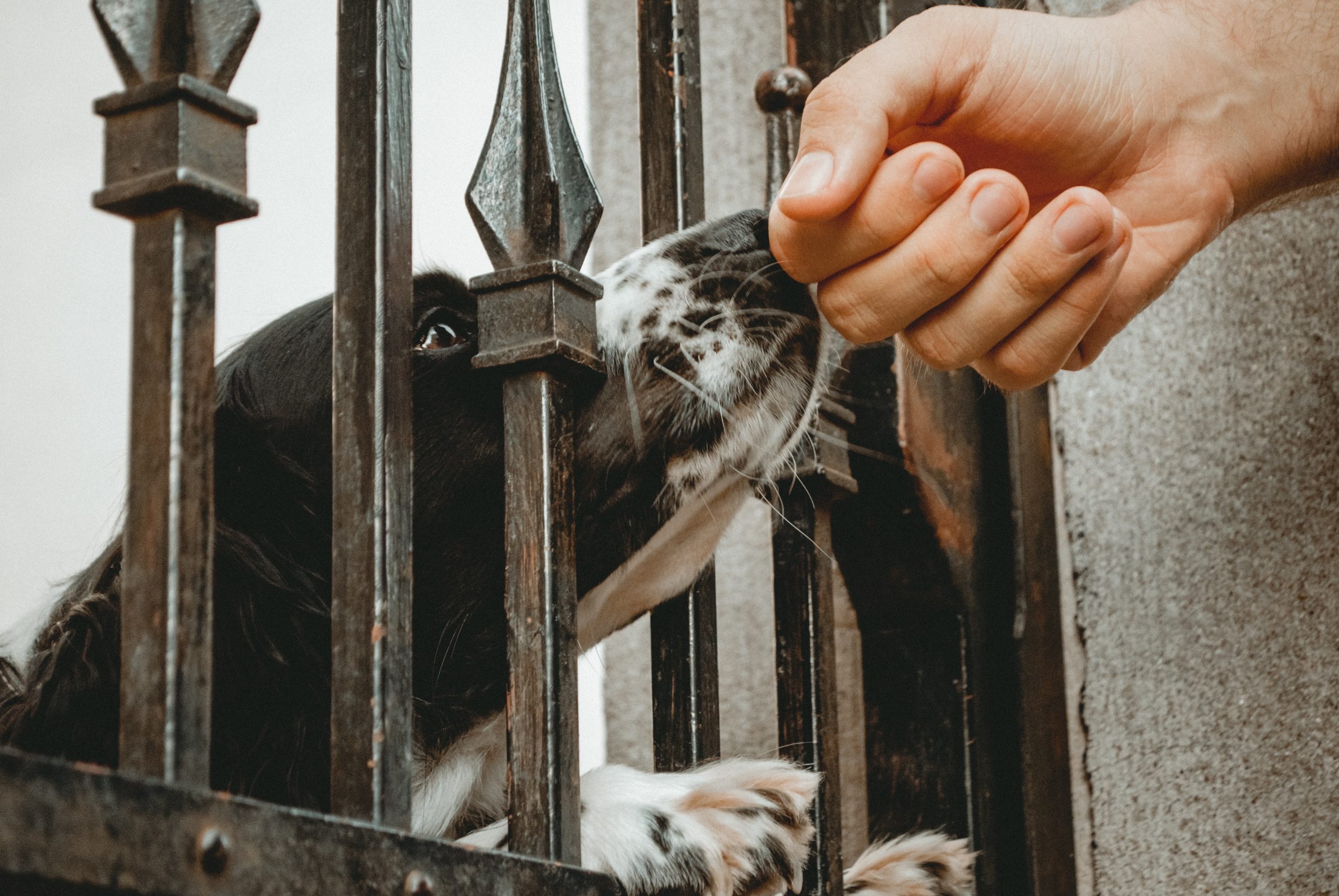 retractable dog gate