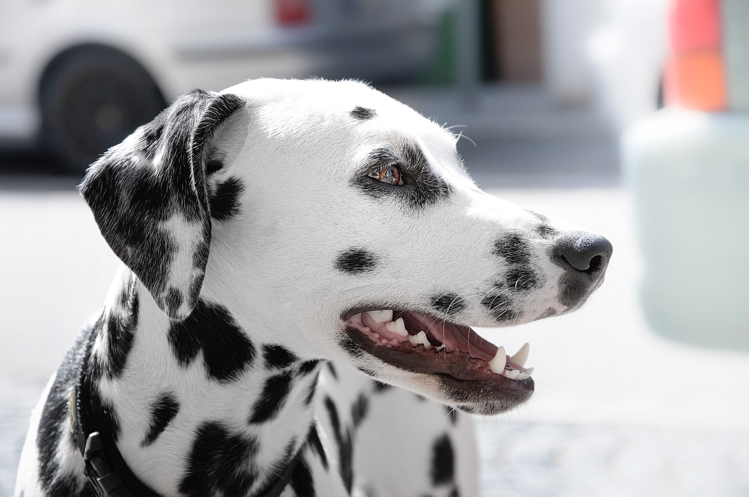 black and white dog breeds