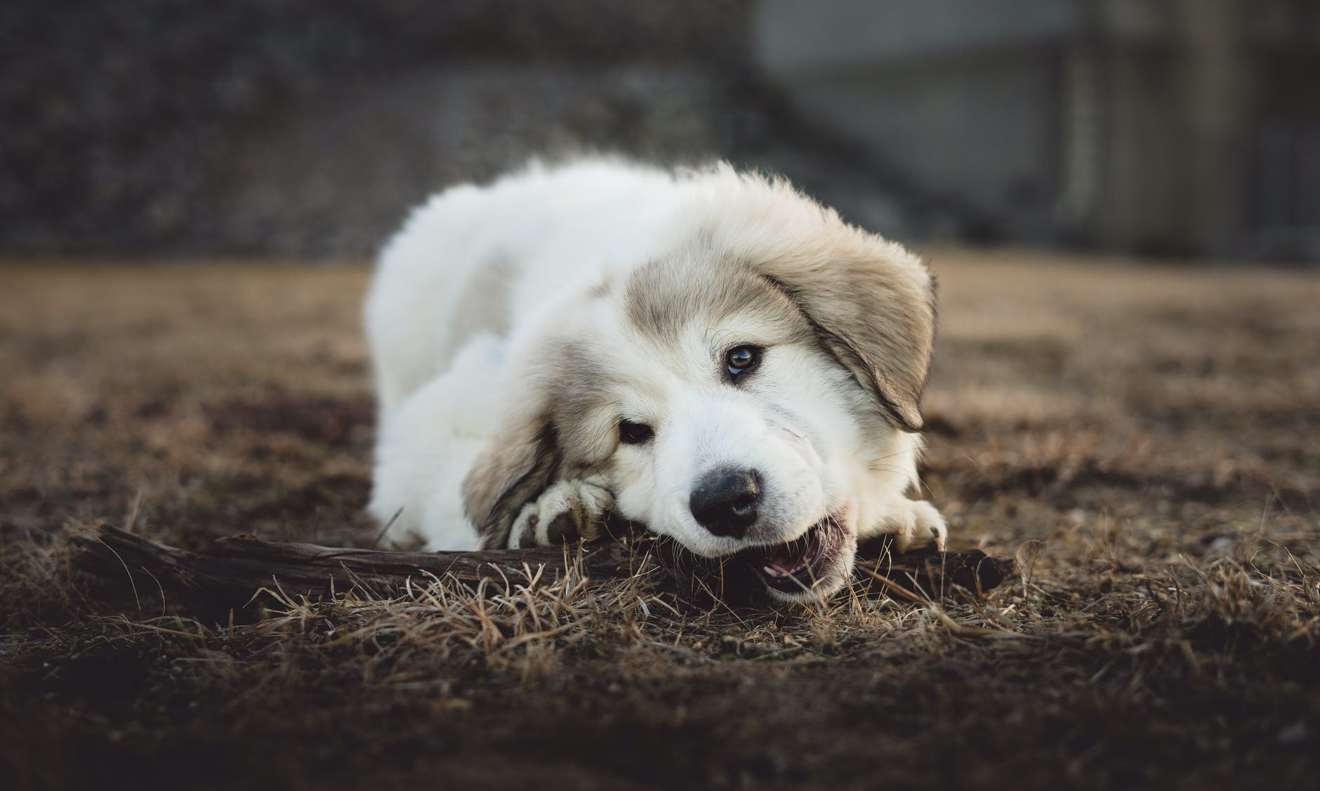 pexels-photo-2174209 - Latest Fashion & Lifestyle Trends best bones for dogs