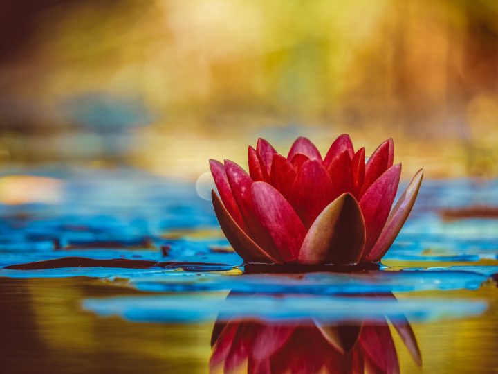 Beautiful And Unique Types Of Lotus Flowers
