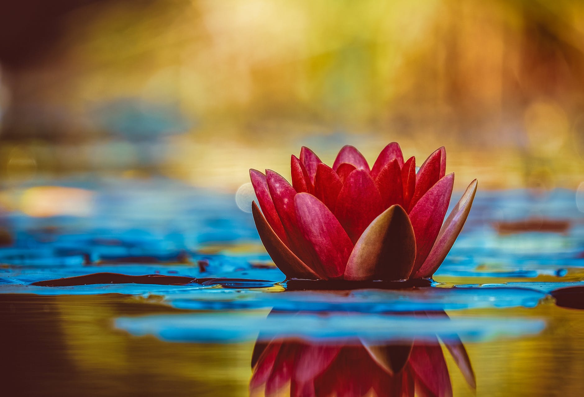 Types Of Lotus Flowers