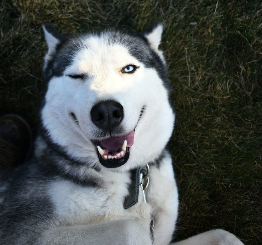 - Latest Fashion & Lifestyle Trends Best Food For Huskies