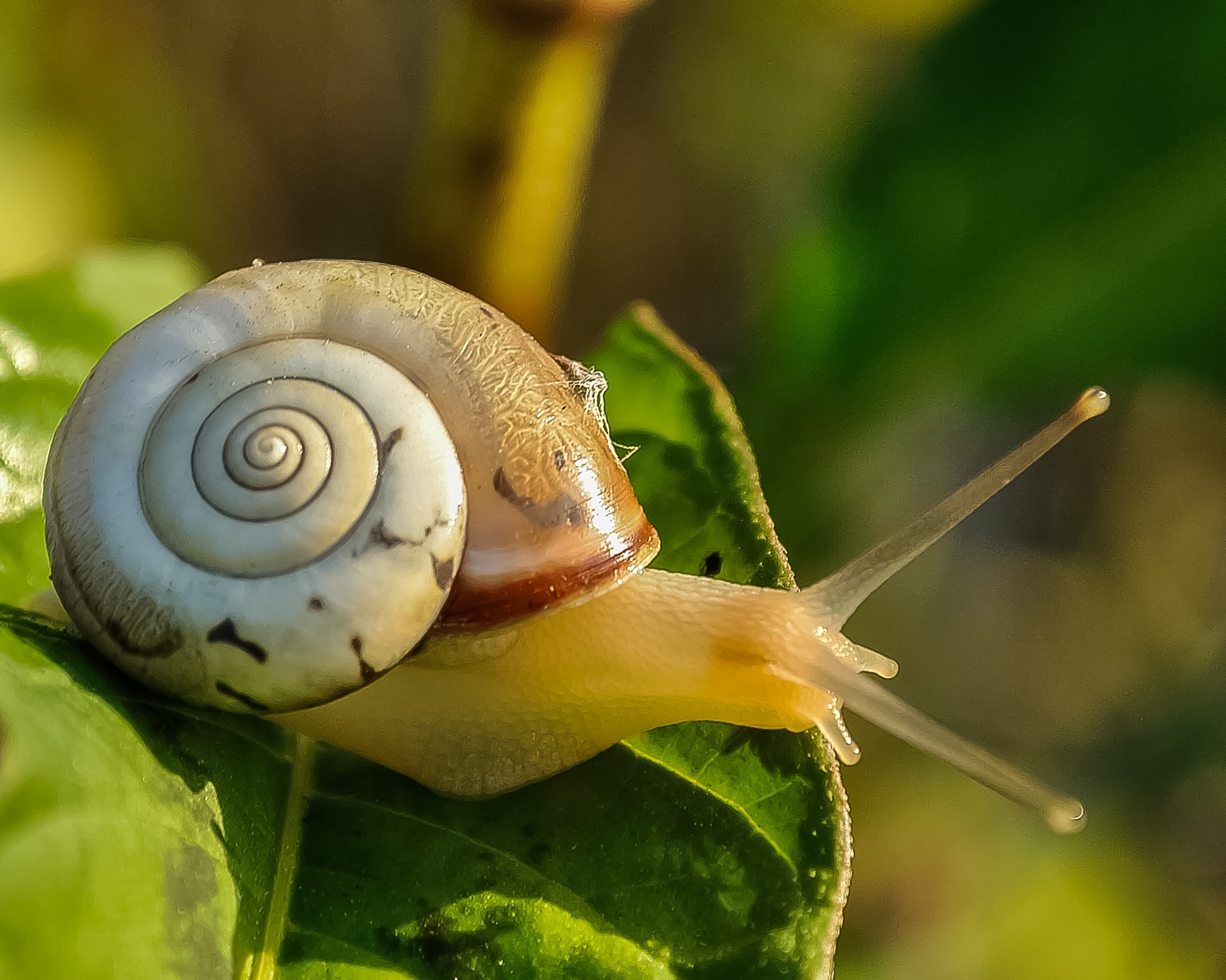 snail mucin for skin