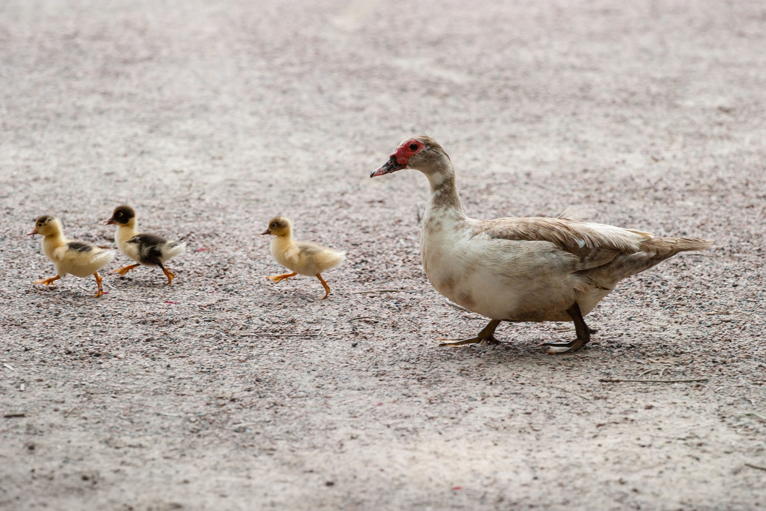 pexels-pixabay-64225 - Latest Fashion & Lifestyle Trends duck lifespan