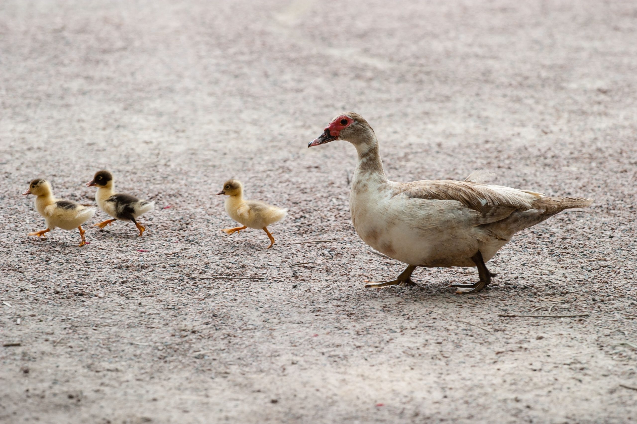 duck lifespan