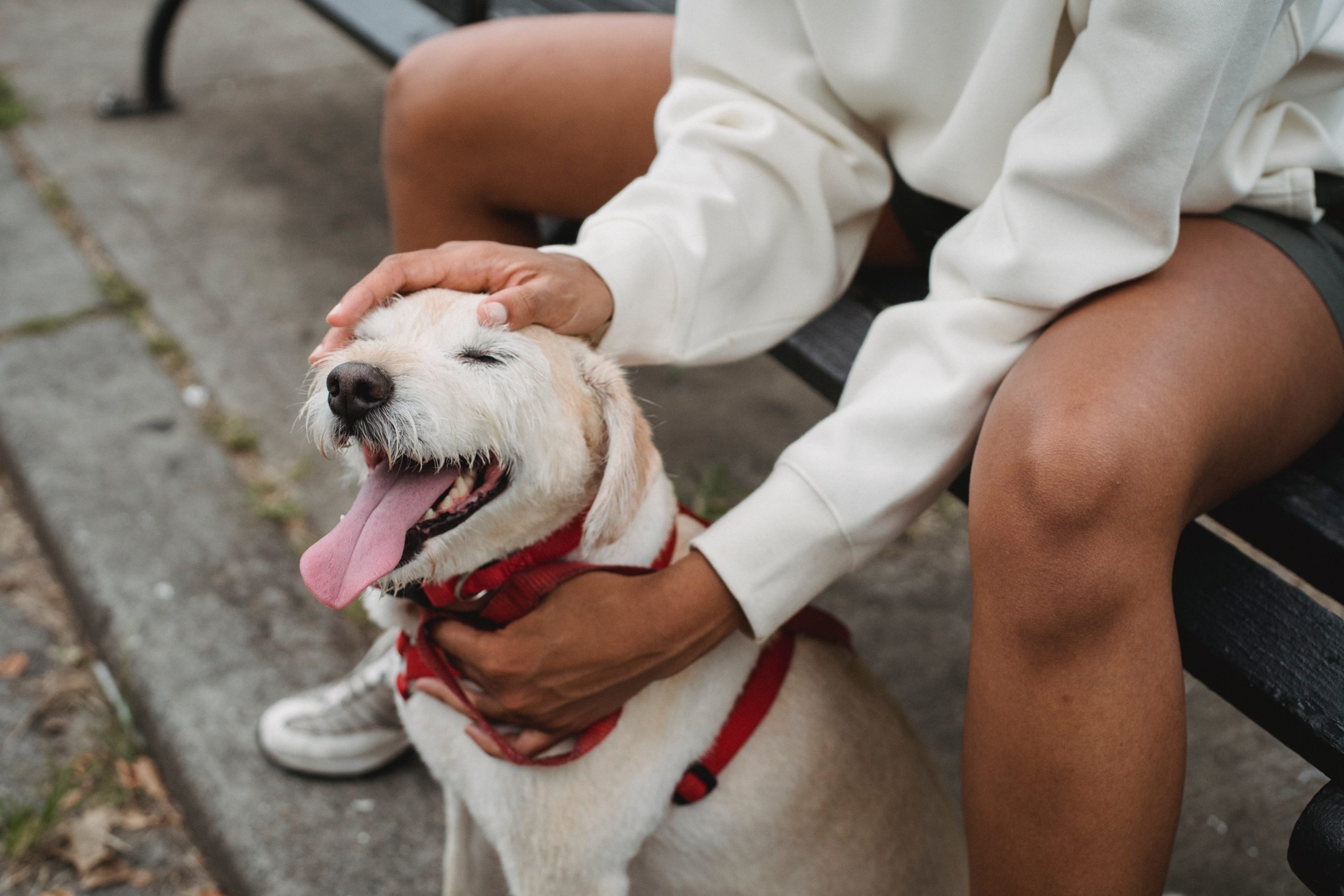 pexels-samson-katt-5257628 - Latest Fashion & Lifestyle Trends put on a dog harness