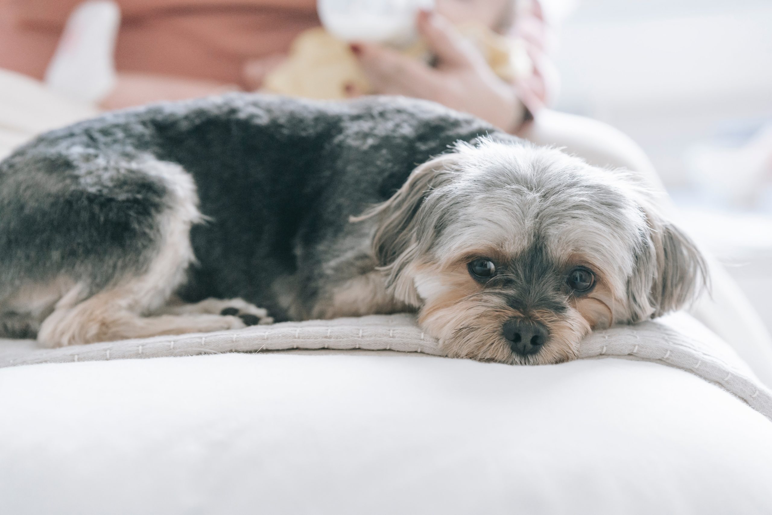 pexels-sarah-chai-7282325 - Latest Fashion & Lifestyle Trends arthritis in dogs