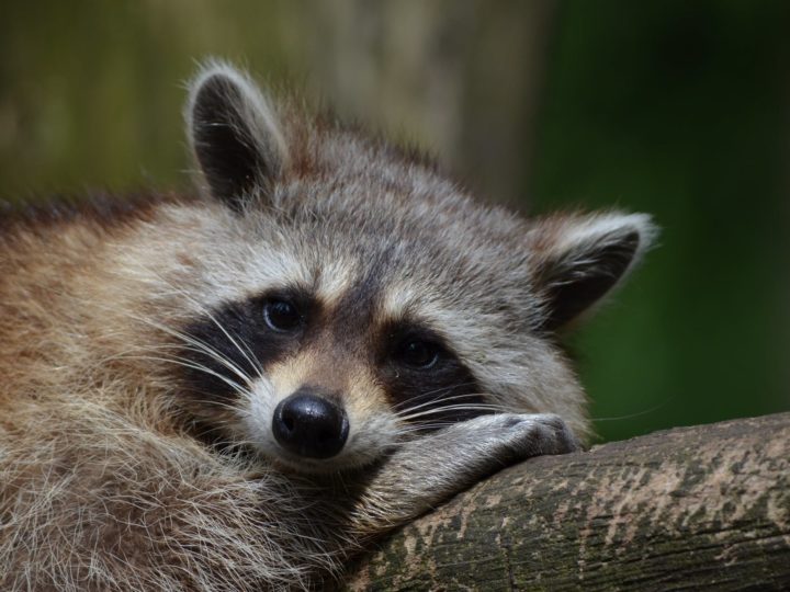 Baby Raccoons: Can you pet one?