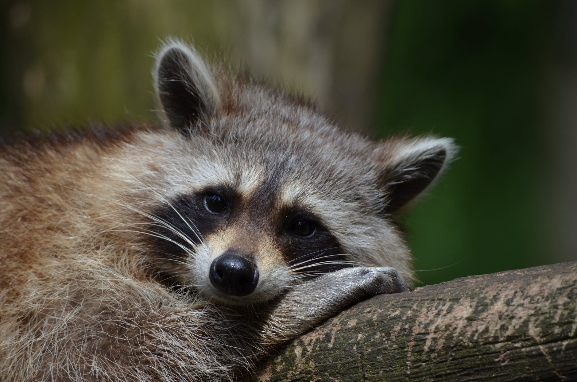 Baby Raccoons