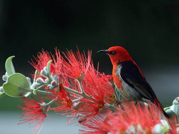 Beautiful Shrubs With Friendly Red Flowers