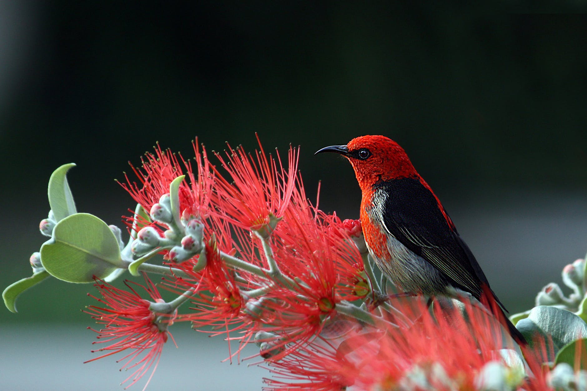 Shrubs With Red Flowers