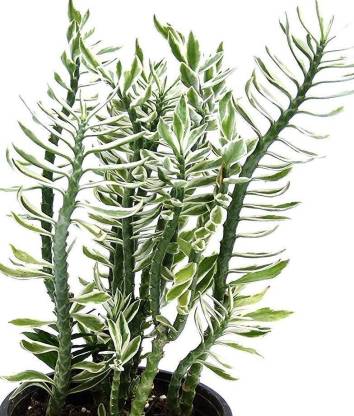 vamsha-variegated-devils-backbone-plant-002-1-vamsha-nature-care-original-imafhfvetxs5dwnw - Latest Fashion & Lifestyle Trends devils backbone plant