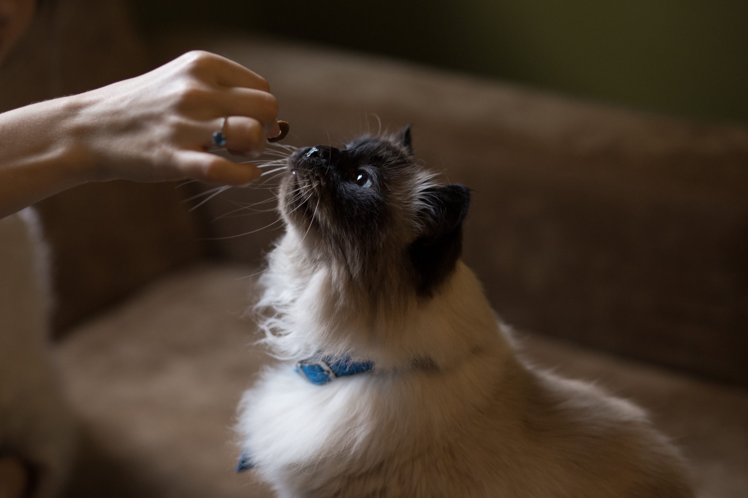 cat eating food