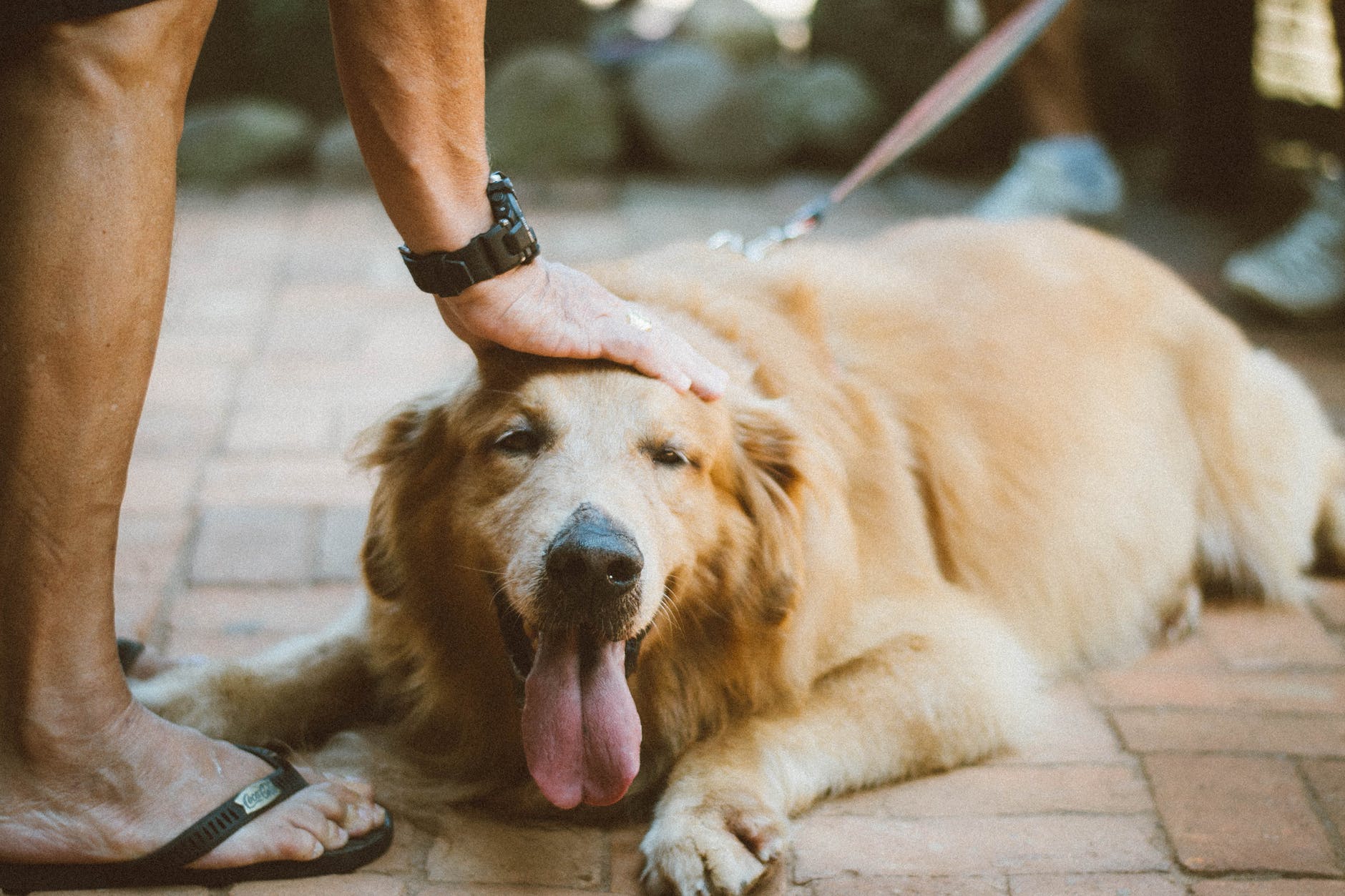 Food For Golden Retrievers