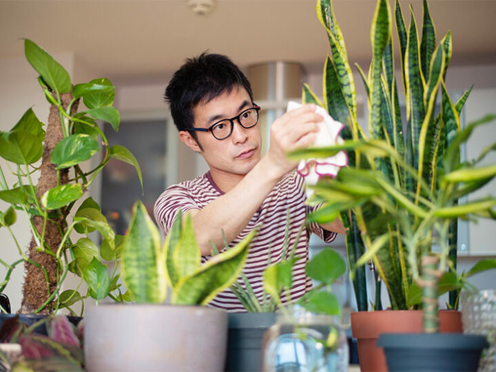 Top 10 Houseplants That Clean Air