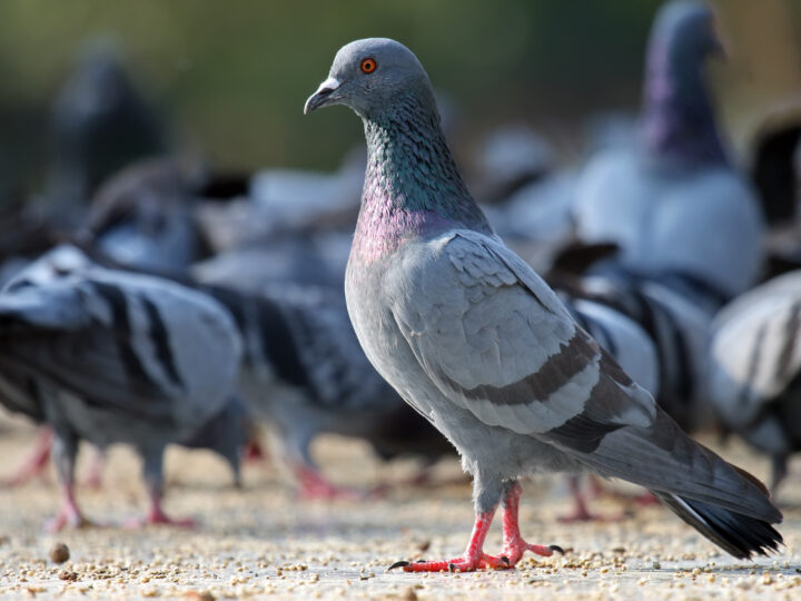 How to Reduce Reproduction in Pigeons